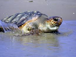 LoggerHead Turtle