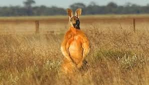 Kangroo