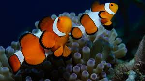 Clown Fish