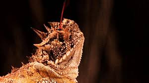 Horned Lizard