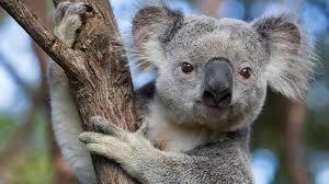 Koala