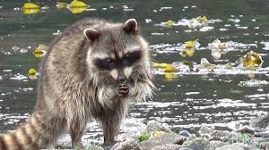 Racoon