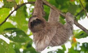 Sloth